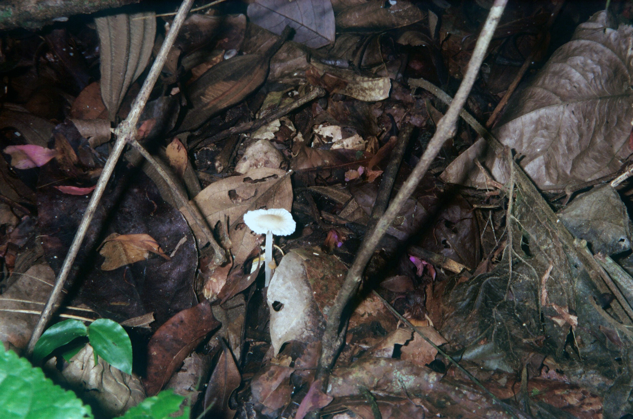 Hongo que vi en Isla Grande, Brasil.